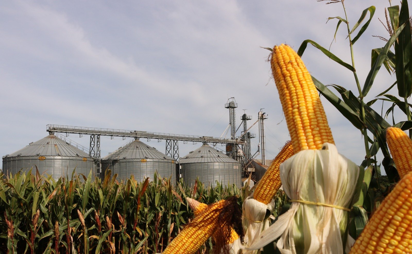 Coocam e Programa Terra Boa: parceria que garante sementes de qualidade ao agricultor
