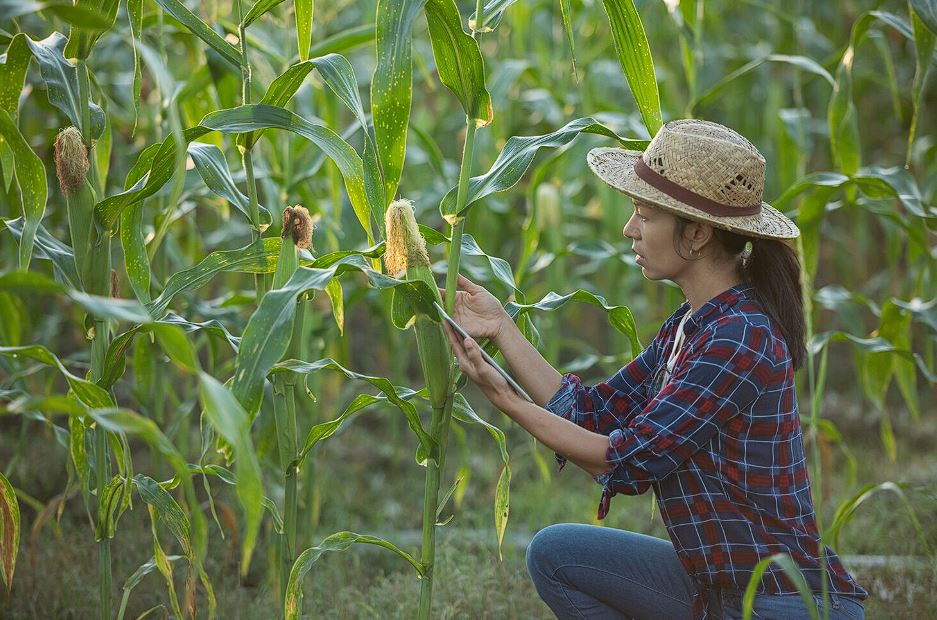 Colheita da safrinha de milho no Centro-Sul atinge 94% e plantio de verão já começa
