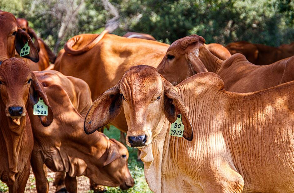 estudo-da-embrapa-mostra-como-aumentar-producao-pecuaria-sem-abrir-novas-areas Estudo da Embrapa aponta caminhos para aumentar produção pecuária sem abrir novas áreas