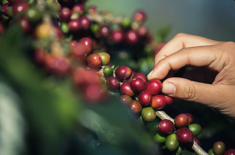 Preocupação com baixa safra do café arábica impulsiona preços em NY