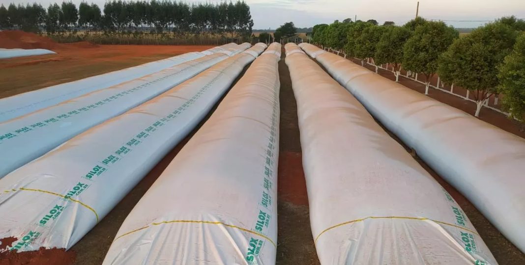 Silos secadores ganham força como alternativa ao déficit de armazenagem em SC