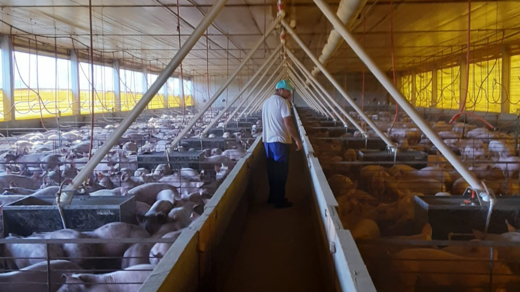 Granjas de suínos terão que implantar medidas de biosseguridade