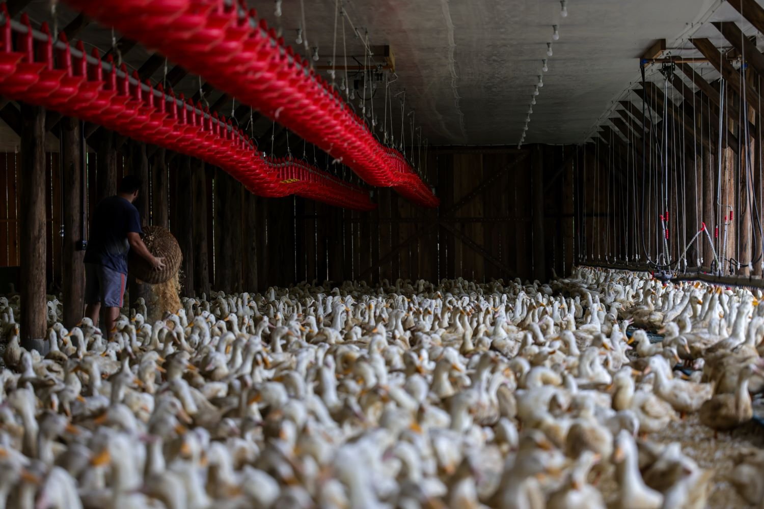 Avicultura: Santa Catarina consolida protagonismo nacional e internacional no setor