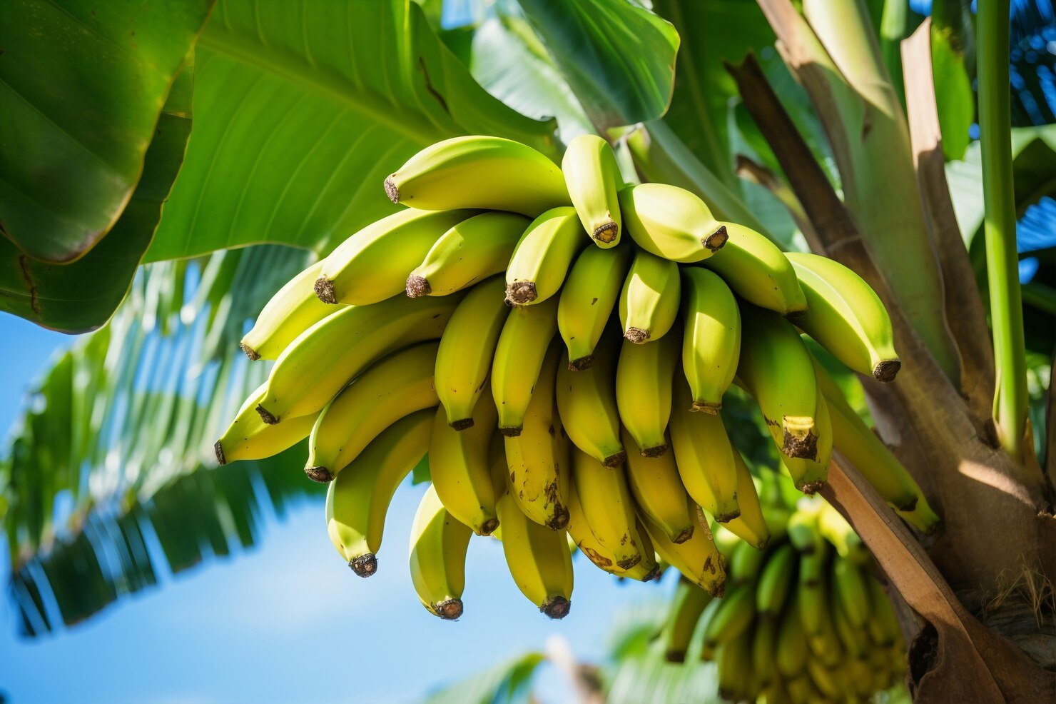 Importação de banana do Equador preocupa produtores catarinenses
