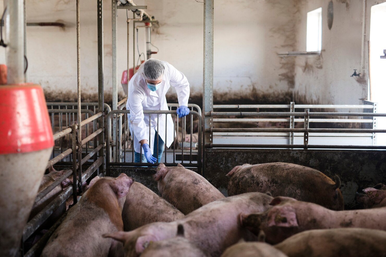 Inovação em saúde animal impulsiona bem-estar de suínos e produtividade no Brasil
