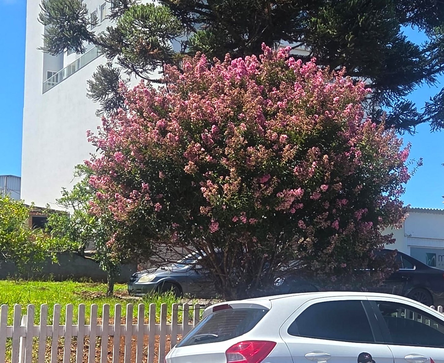 Projeto de arborização com extremosas completa 41 anos em Campos Novos