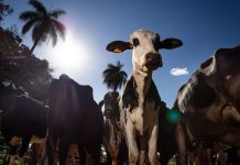 União Europeia oficializa veto à carne brasileira a partir de setembro