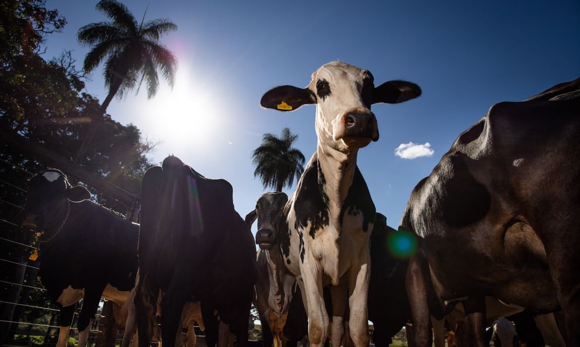 União Europeia oficializa veto à carne brasileira a partir de setembro
