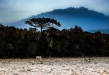 Massa de ar frio provoca queda acentuada das temperaturas em Santa Catarina