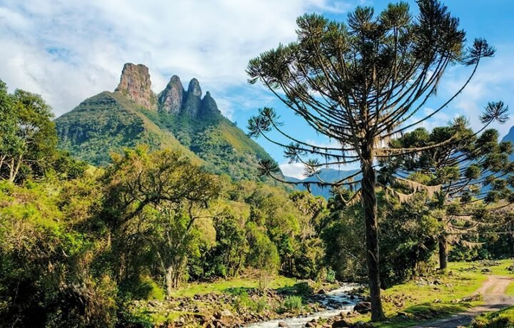 Créditos de biodiversidade ganham espaço no ESG