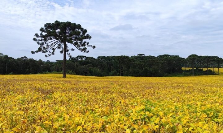 Epagri/Cepa divulga estimativas para a Safra Catarinense de Verão 2026/2027