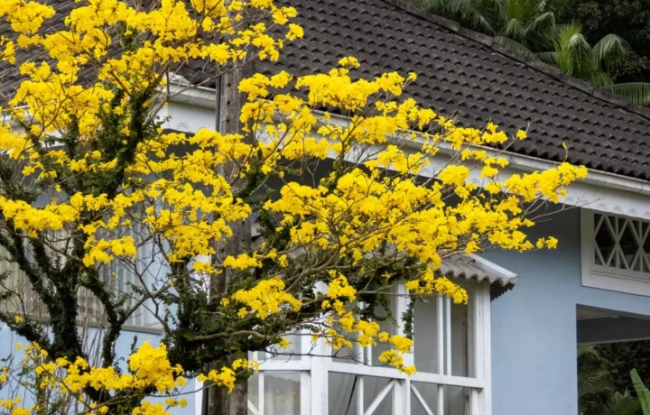 Primavera com El Niño: chuva e temperatura acima da média