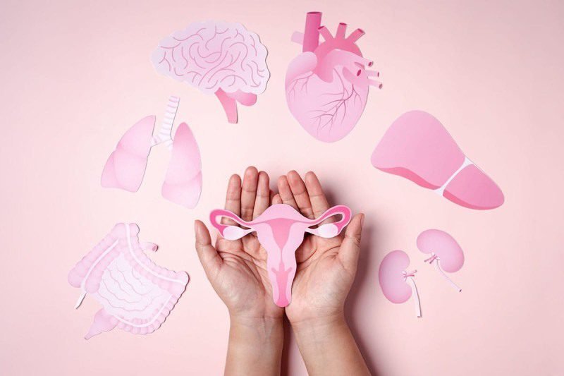 Menopausa não é doença. O termo se refere à última menstruação, confirmada após 12 meses consecutivos sem menstruar. Já o climatério é a fase de transição, que pode começar anos antes e envolve mudanças na produção hormonal, especialmente do estrogênio.