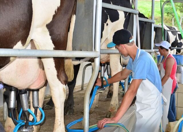 Santa Catarina tem a maior produtividade de leite do Brasil em 2025