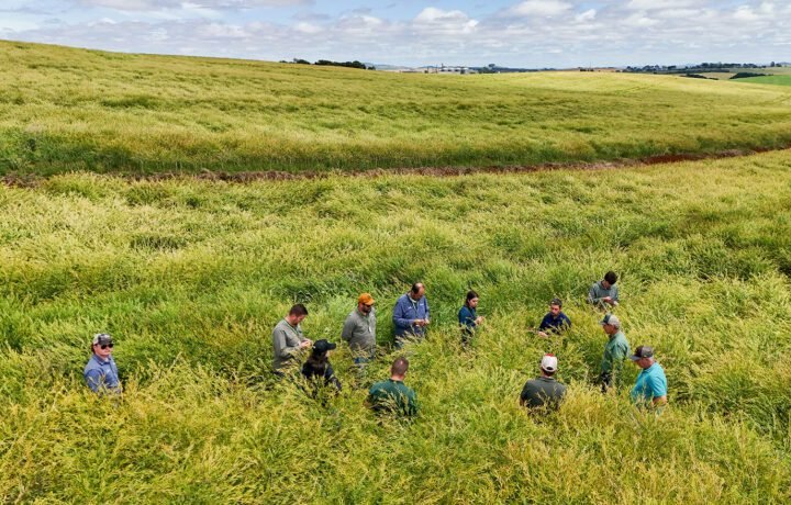 Copercampos e Nufarm promovem Tour Carinata em Campos Novos